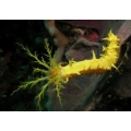 Морской огурец желтый (Сolochirus robustus)